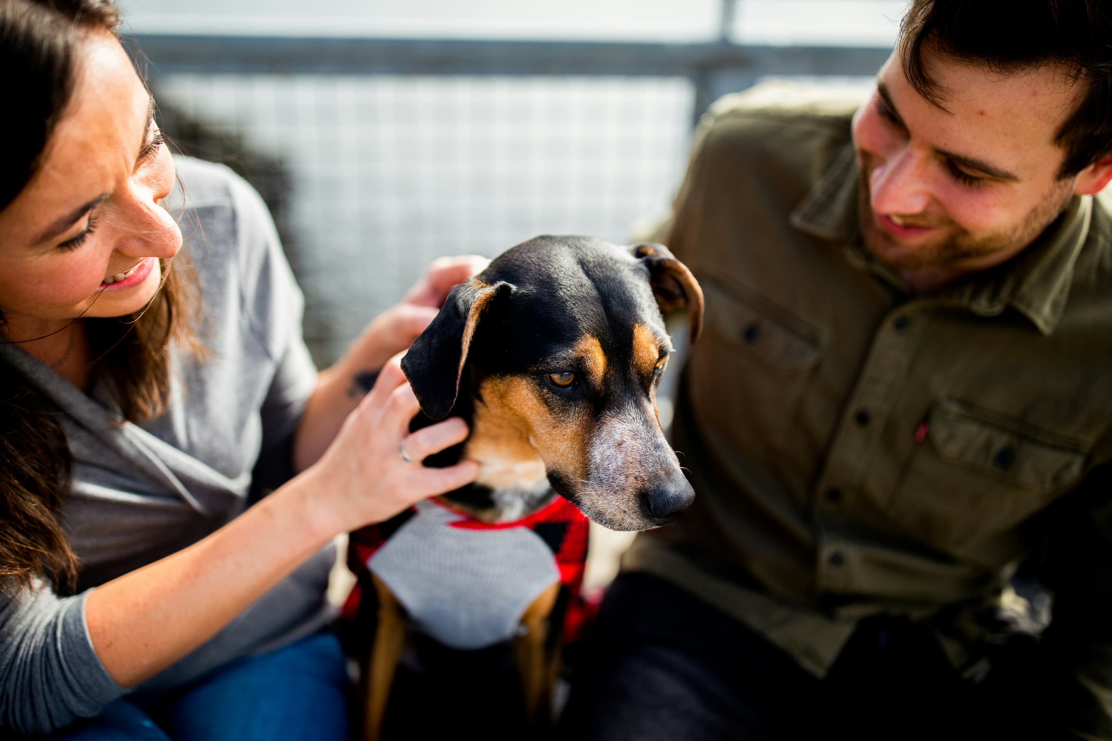 Adopting a dog from a shelter
