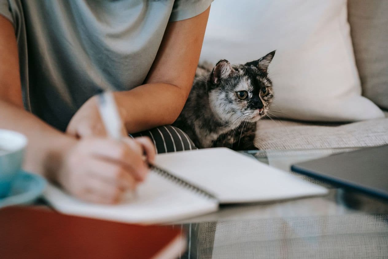 Chat écaille de tortue installé sur un canapé à côté d'une personne qui prend des notes dans un carnet