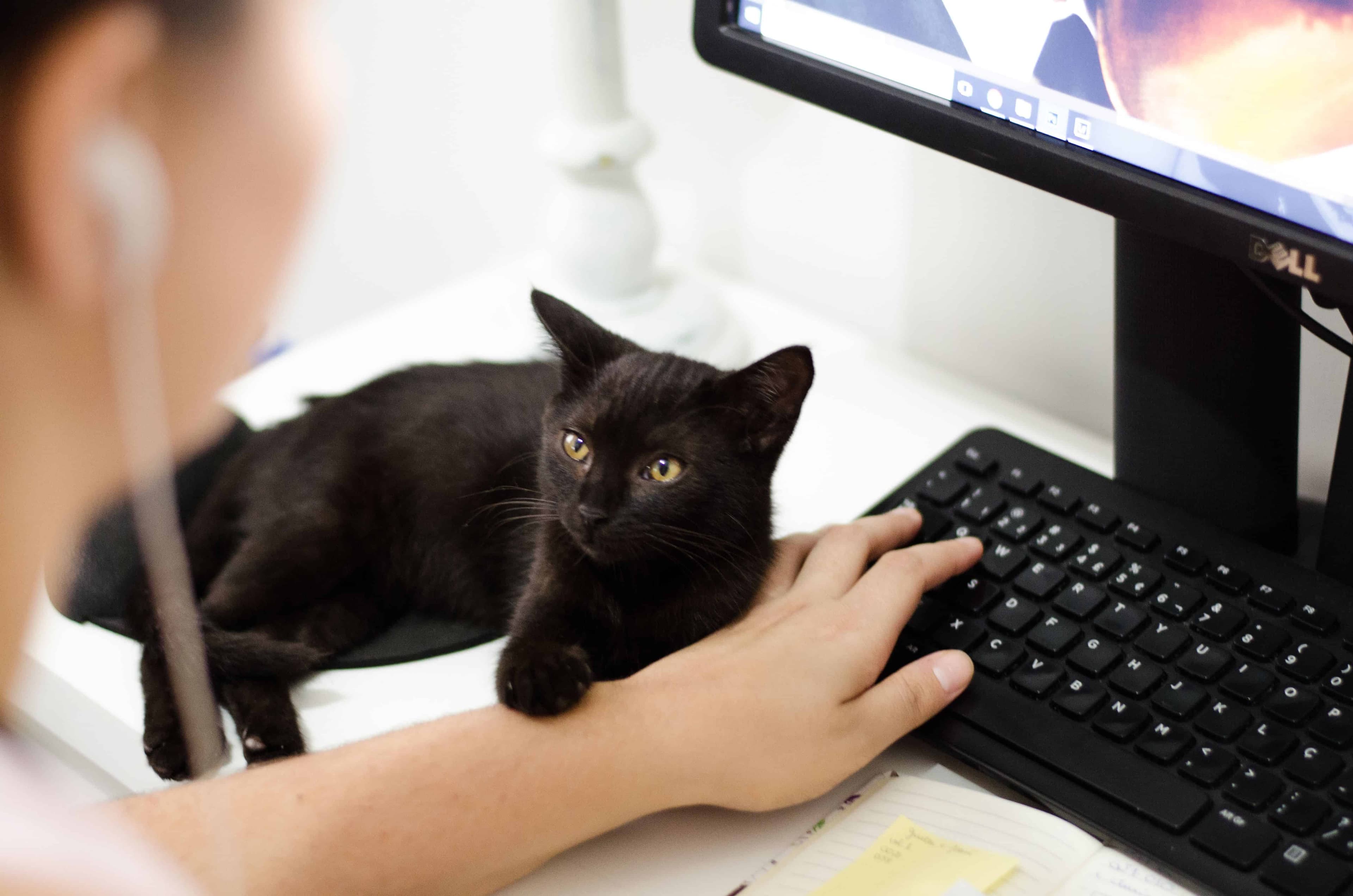 Tracking ACACED certificates held by members and foster families of an animal rescue association with Pawer.
