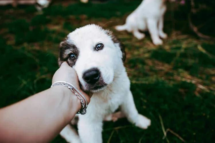 Chien en famille d'accueil