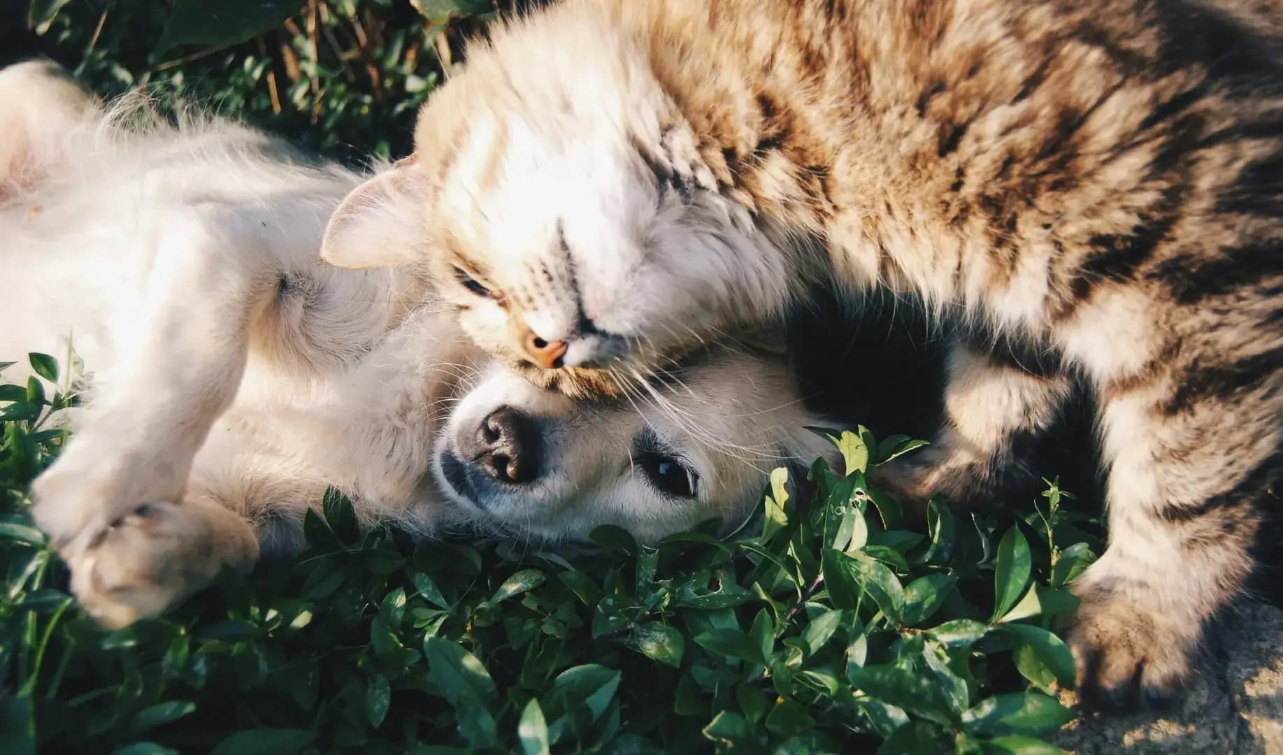 Équipe d'une association de protection animale utilisant Pawer