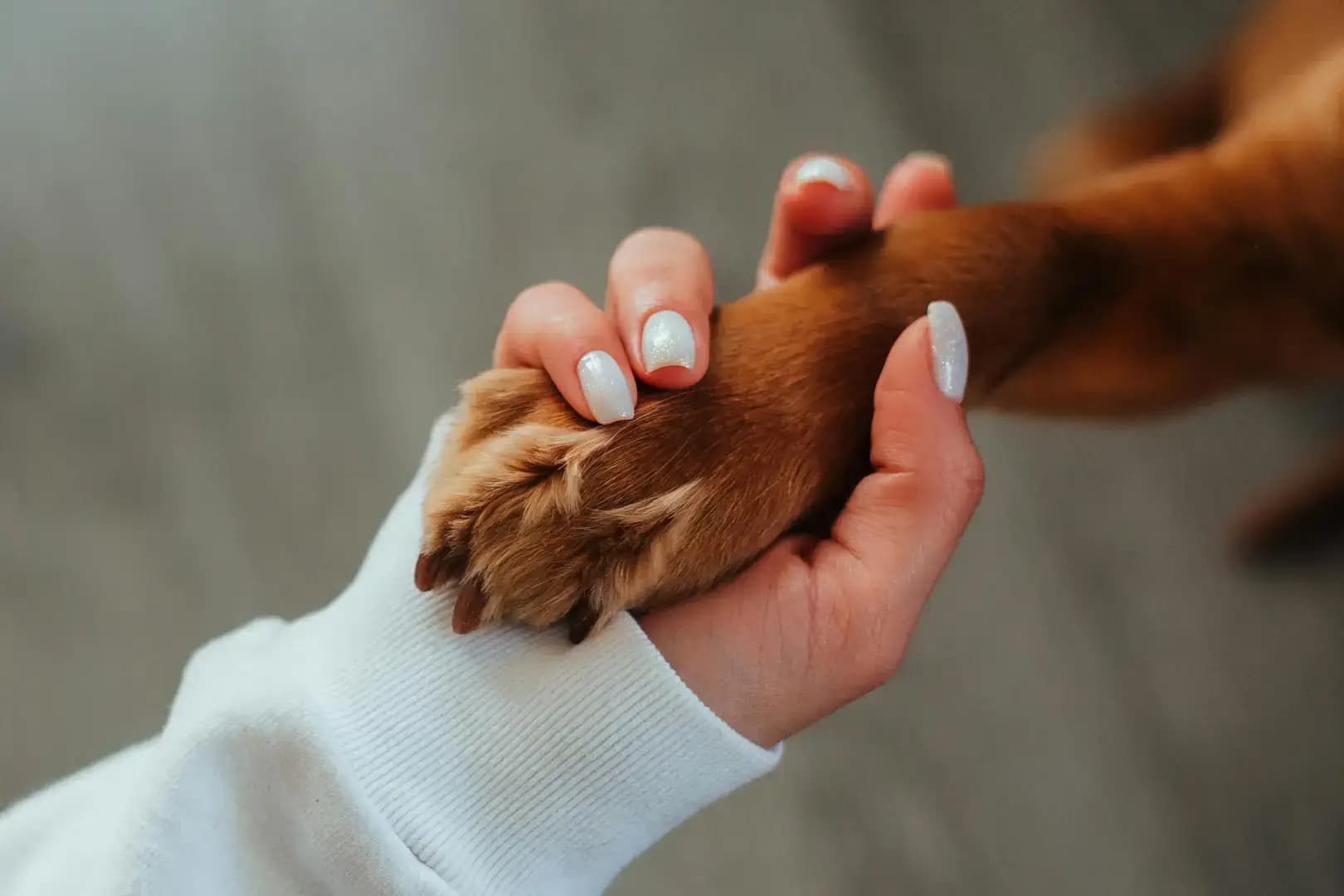 Famille d'accueil à domicile avec un animal en attendant l'adoption
