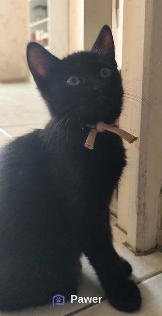 Bella 2