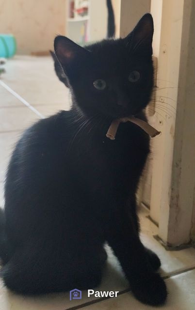 Bella 3