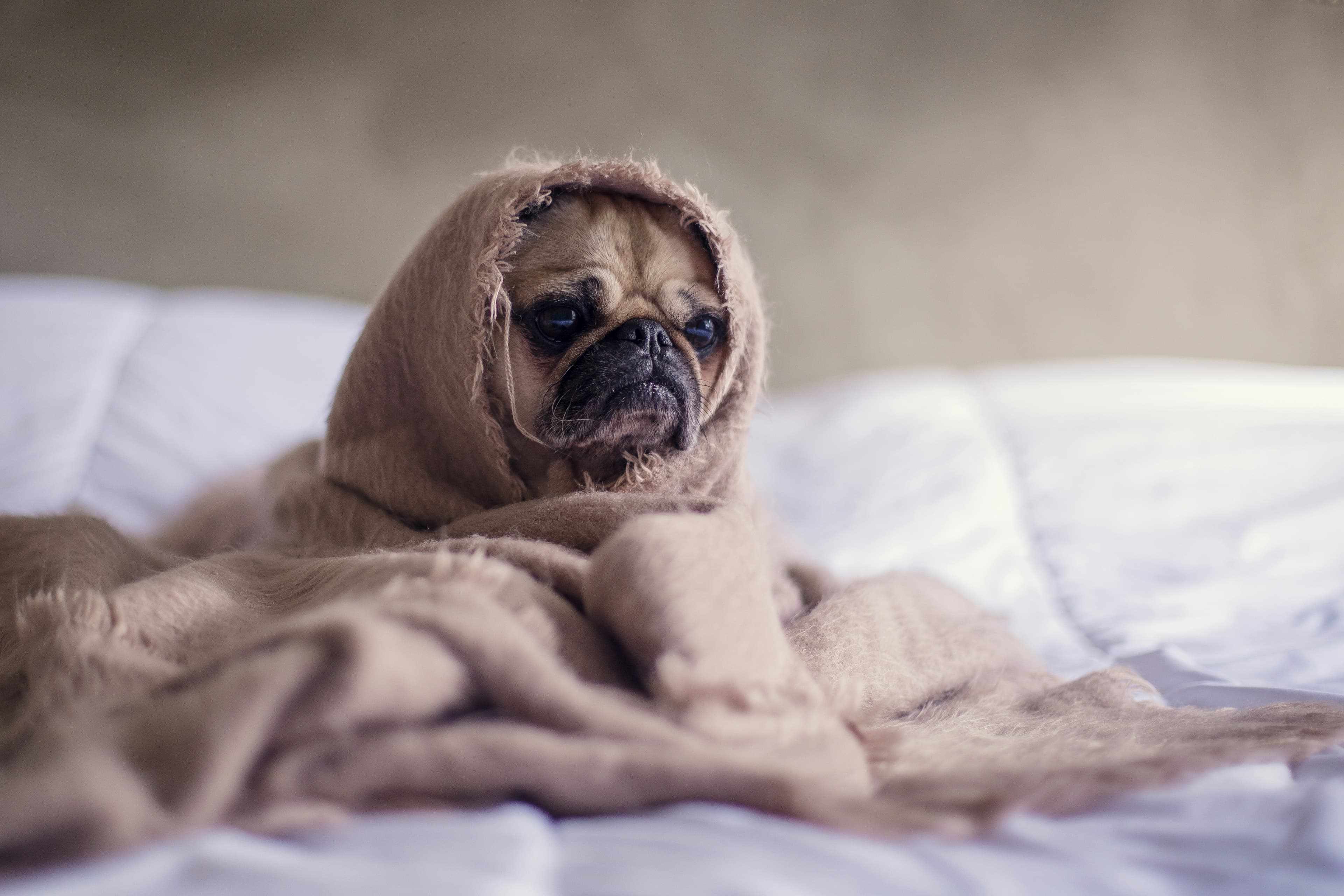 A sick dog in a foster home